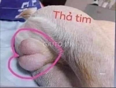 ảnh bình luận